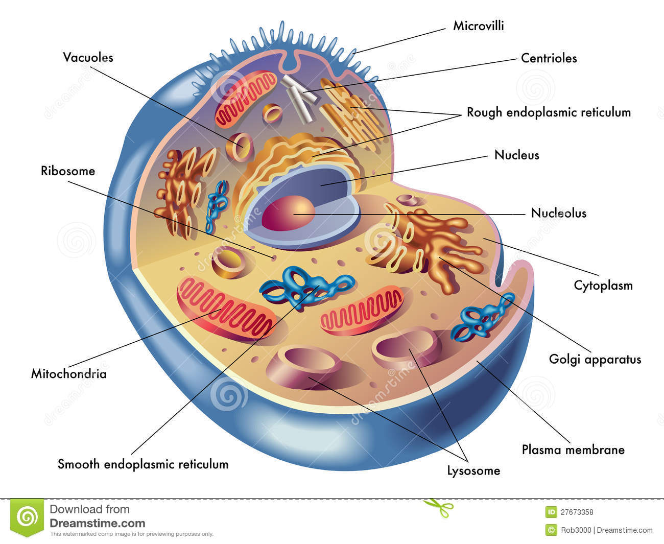 Fisiologi Sel & Organ