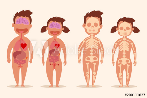 Fisiologi Sel dan Organ (lanjutan)