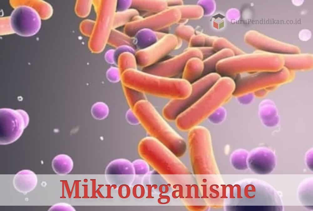 Mikrobiologi Pangan